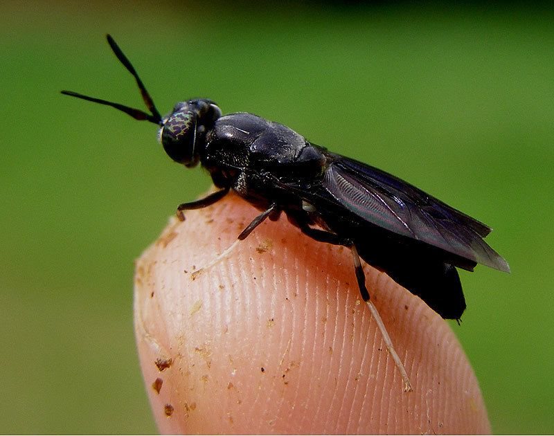 Mosca Soldado Negra adulta sobre un dedo